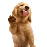 Golden Retriever PNG