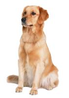 Golden Retriever PNG