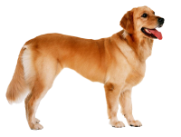 Golden Retriever PNG