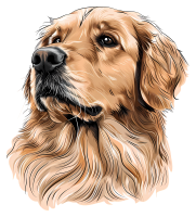 Golden Retriever PNG