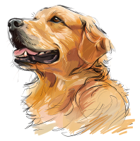 Golden Retriever PNG