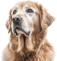 Golden Retriever PNG