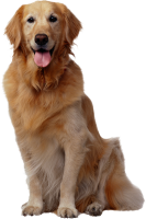 Golden Retriever PNG