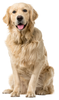 Golden Retriever PNG