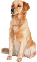 Golden Retriever PNG