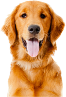 Golden Retriever PNG