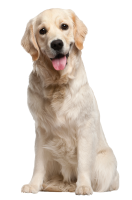 Golden Retriever PNG