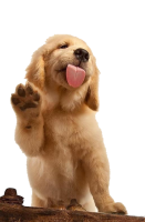 Golden Retriever PNG