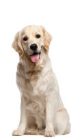 Golden Retriever PNG