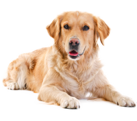 Golden Retriever PNG