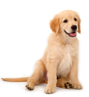 Golden Retriever PNG