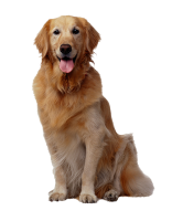 Golden Retriever PNG