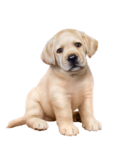 Golden Retriever PNG puppy