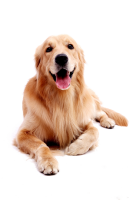 Golden Retriever PNG