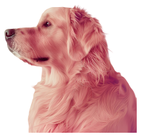 Golden Retriever PNG