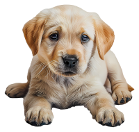 Golden Retriever PNG