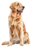 Golden Retriever PNG