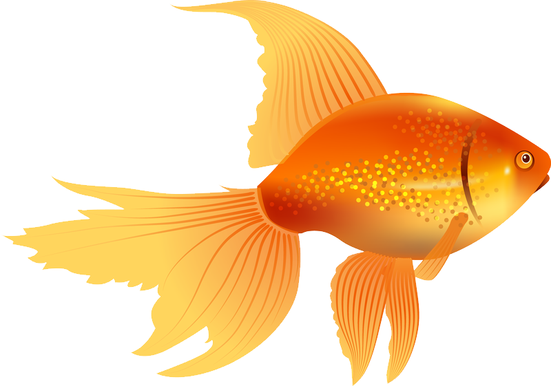 Goldfish PNG image free Download