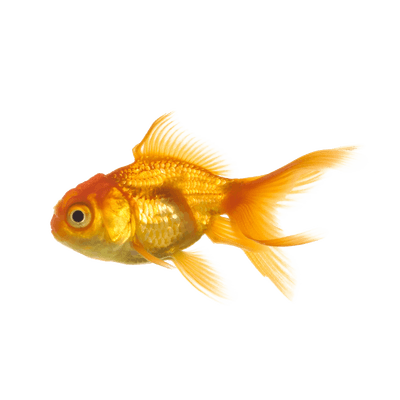 Goldfish PNG image free Download