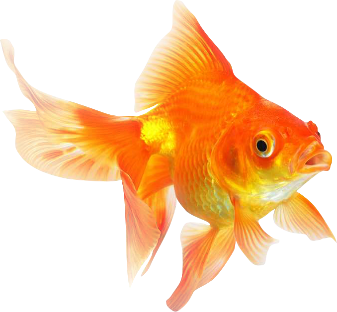 Goldfish PNG Goldfish PNG