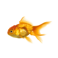 Золотая рыбка PNG