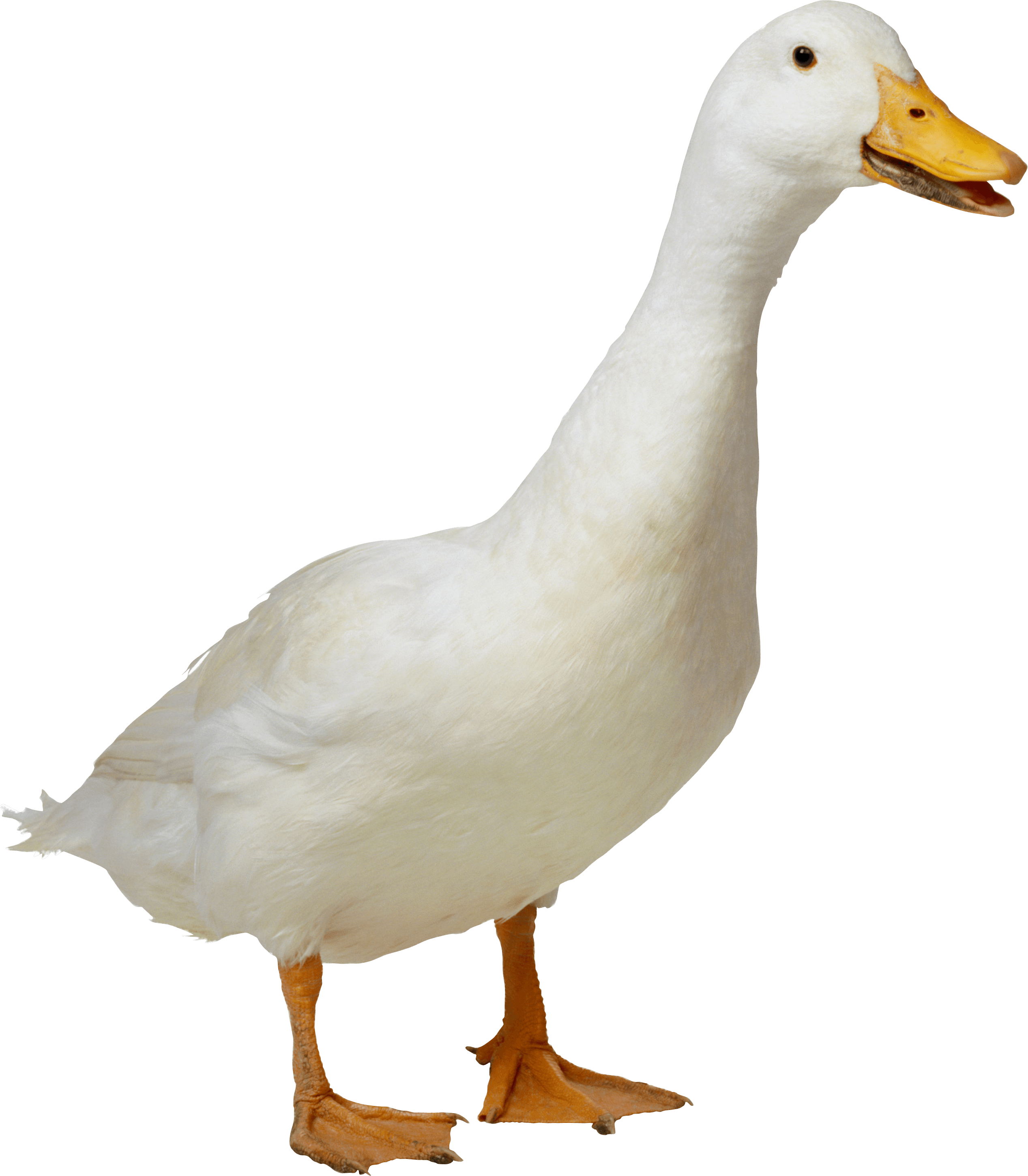 Goose PNG transparent image download, size: 2535x2901px