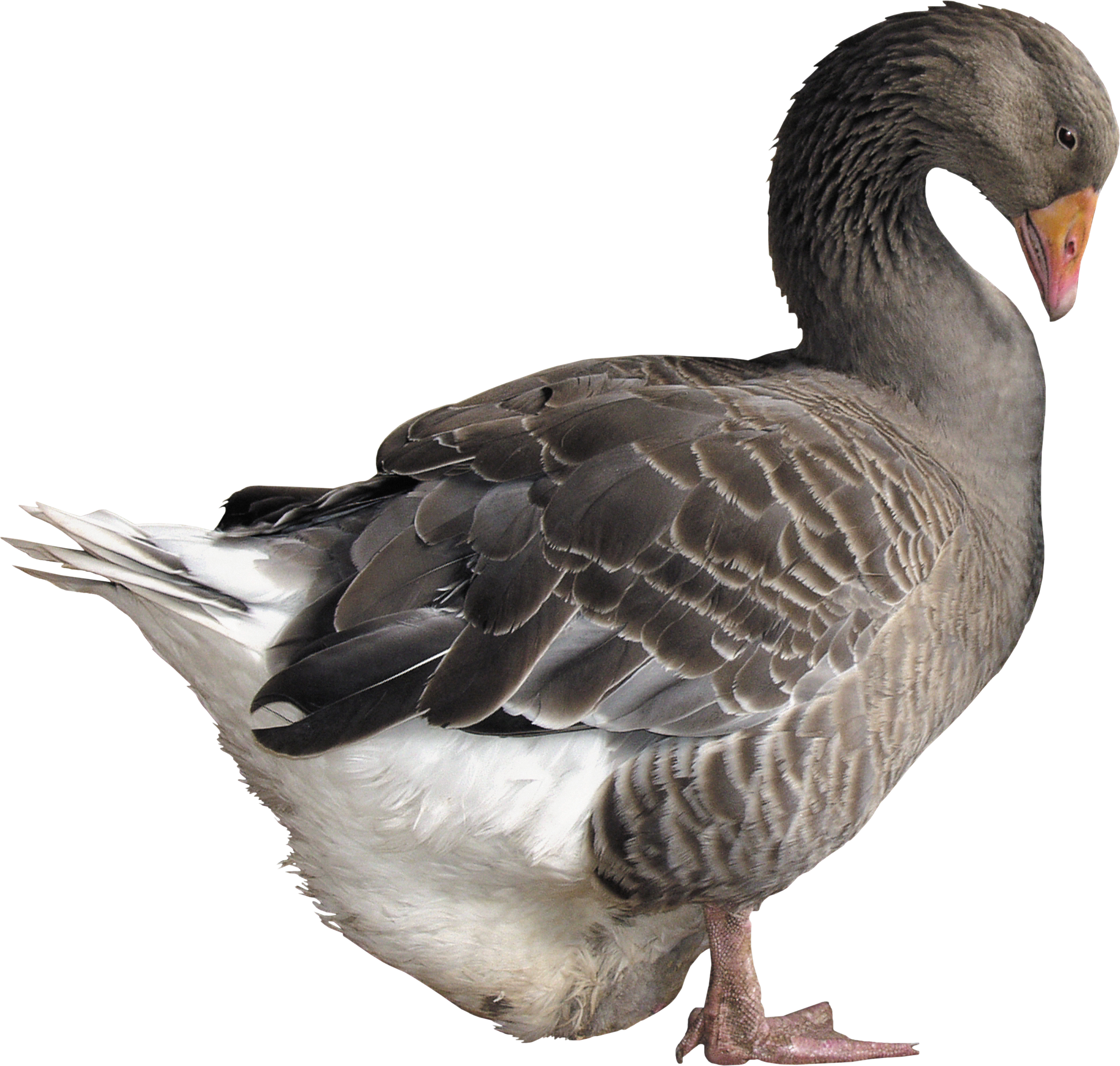 goose