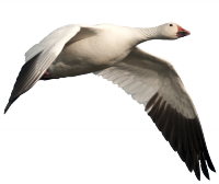 Goose PNG