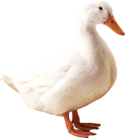 White goose PNG