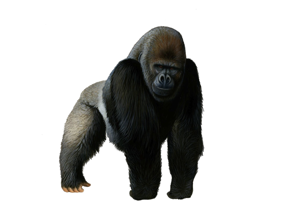 Gorilla