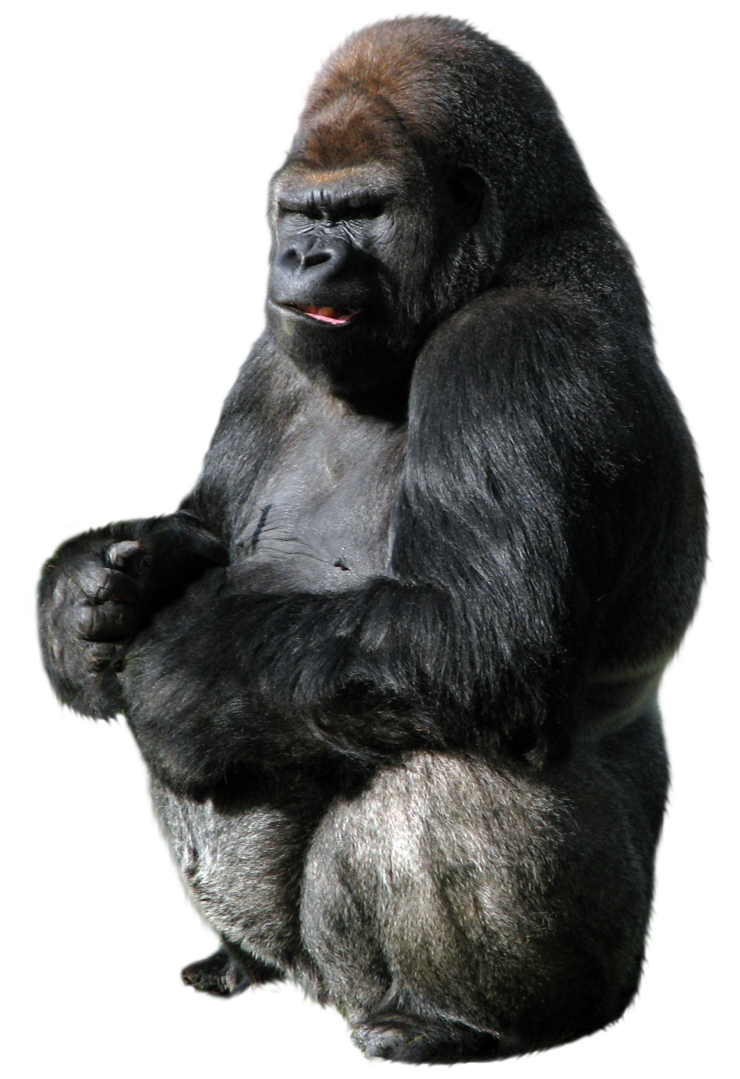 gorilla