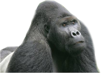 Gorila PNG