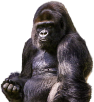 Gorila PNG