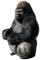 Gorilla PNG
