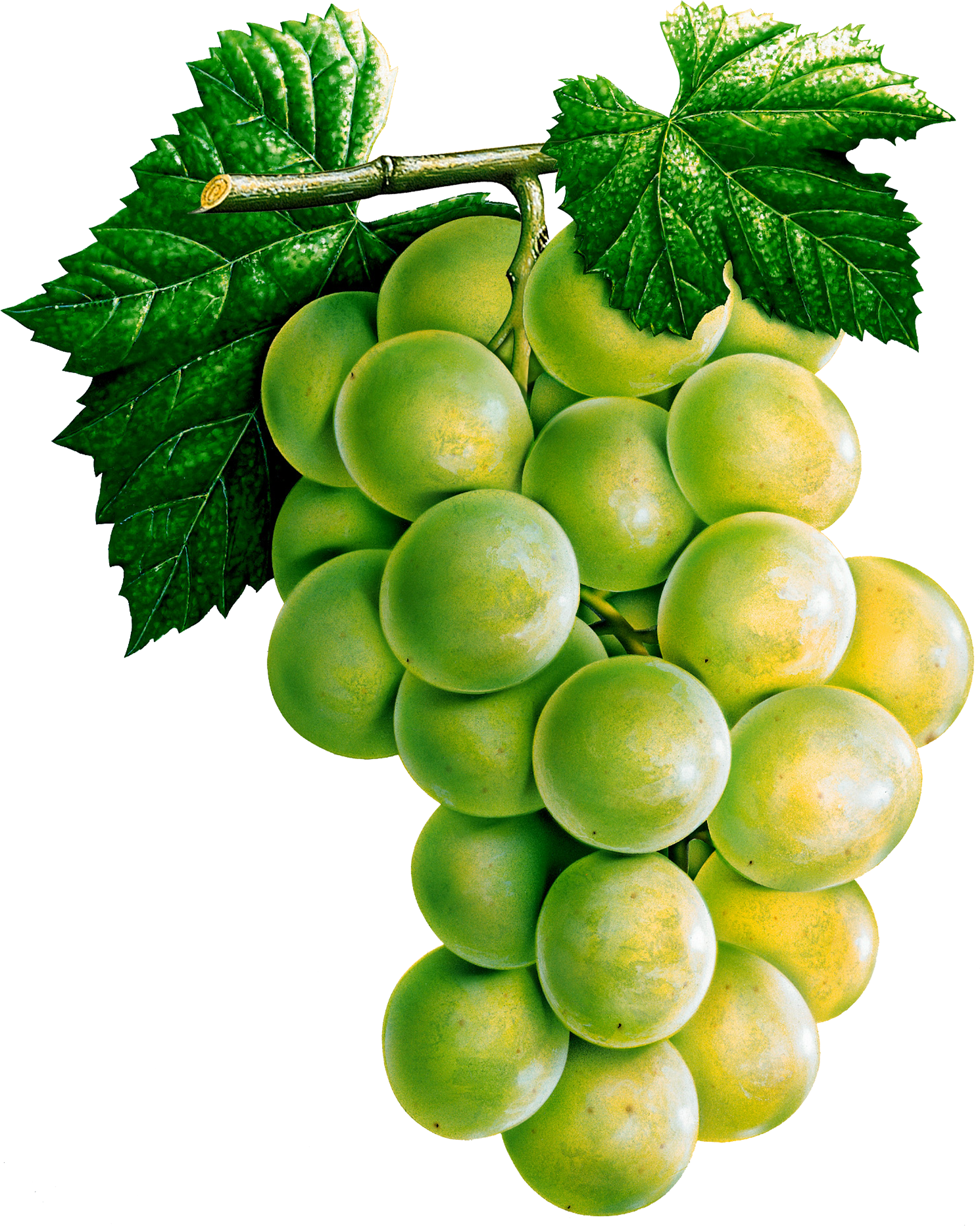 Grape PNG Image Grape PNG Image