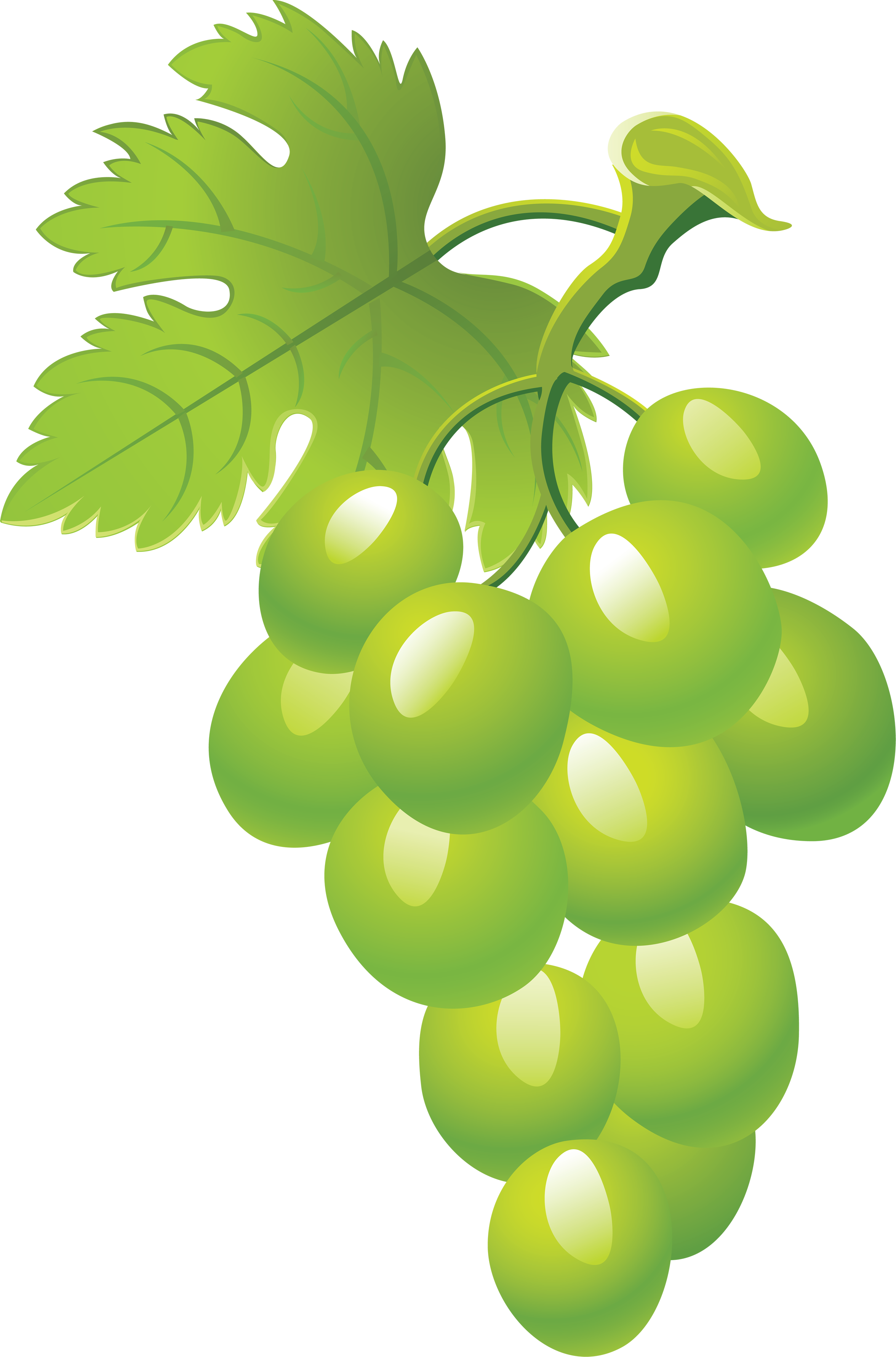 Green grape picture PNG image