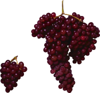 Красный виноград PNG фото