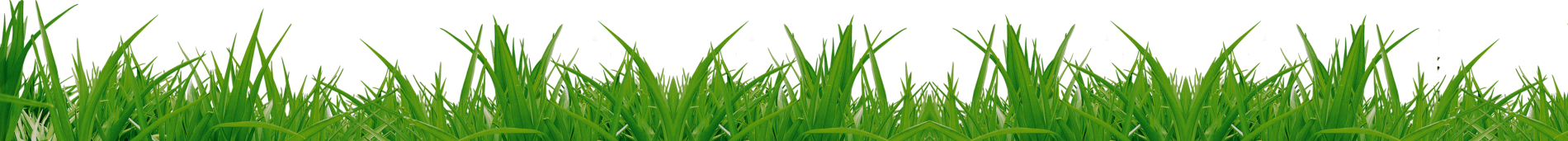 Grass Png Image Green Grass Png Picture