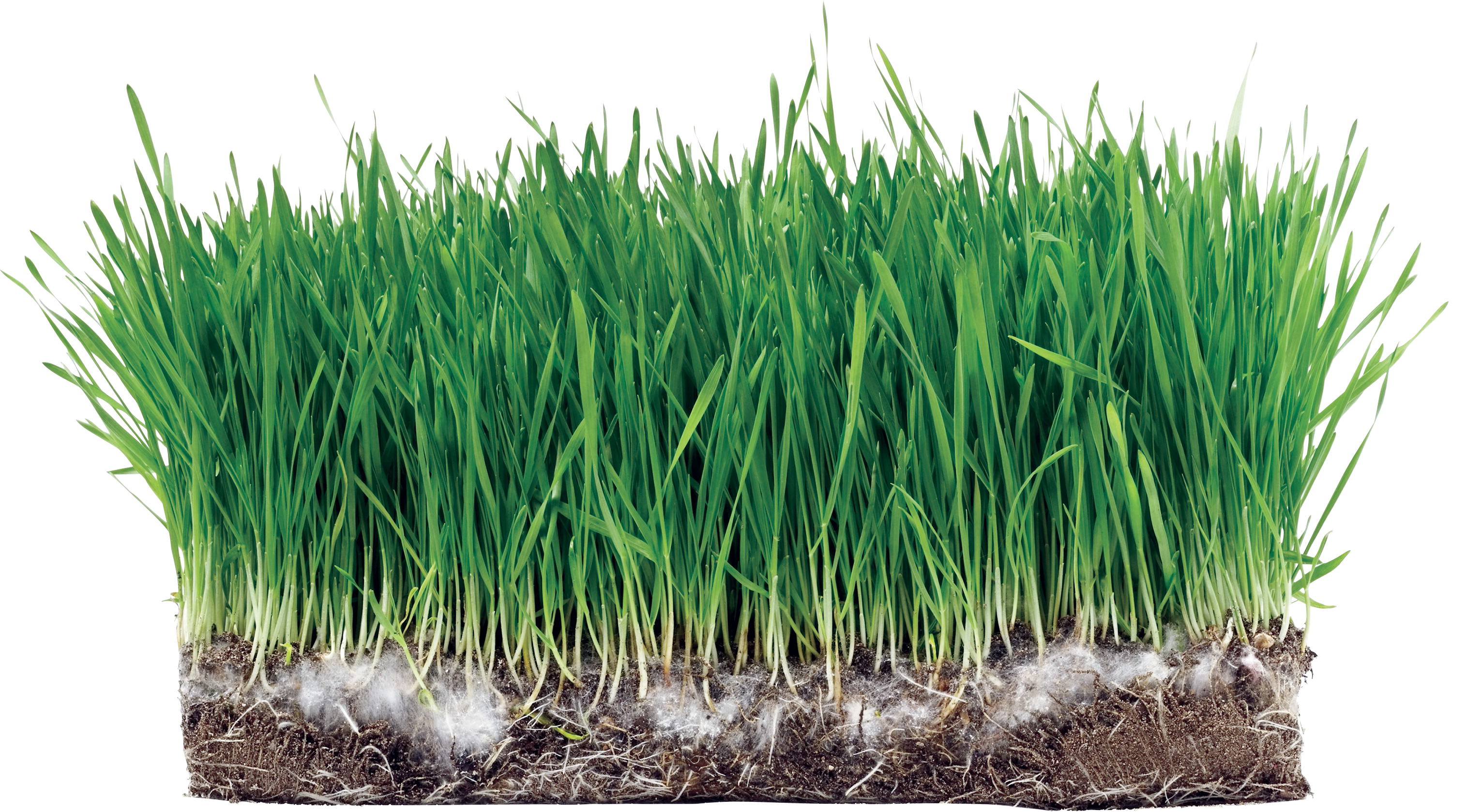 Трава в полный рост. Зеленый лук на грядке. Трава растет. Зеленый лук на белом фоне. Трава зеленая растет.