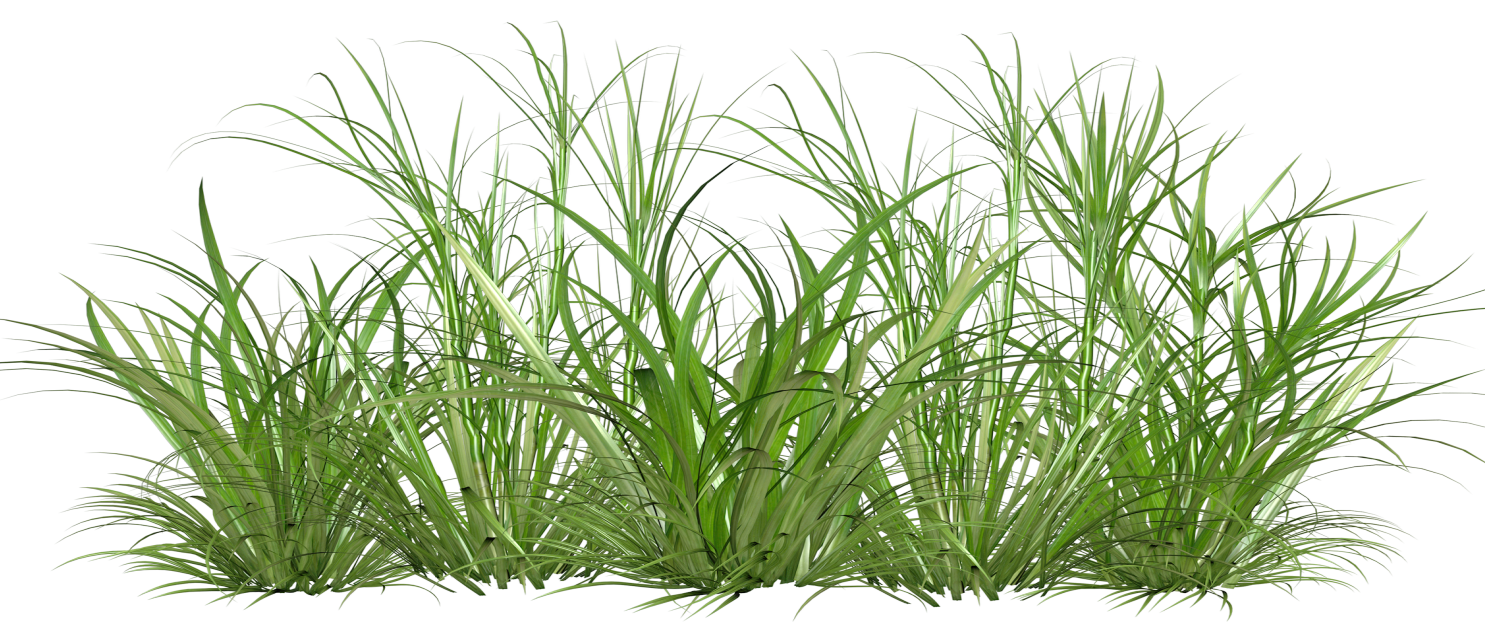 Grass plant. Растения на прозрачном фоне. Трава на прозрачном фоне. Растения на белом фоне. Травинка на прозрачном фоне.
