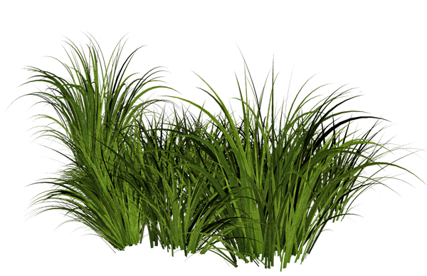 grass png image, green grass PNG picture