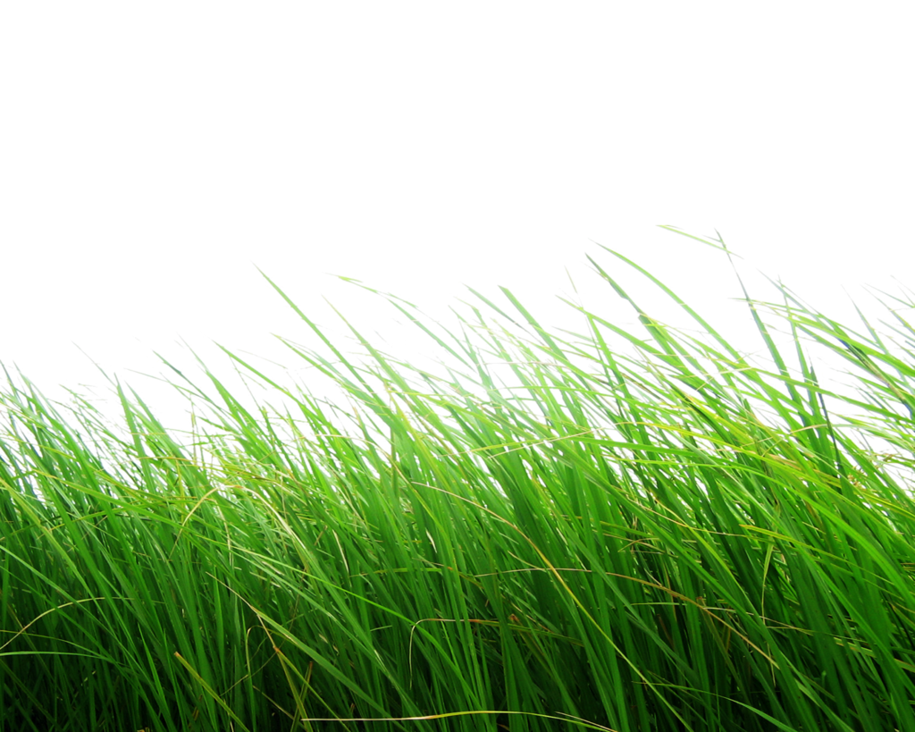 Grass Png Image Green Grass PNG Picture