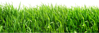 Зеленая трава PNG фото