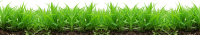 Зеленая трава PNG фото