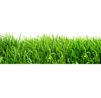 field of grass PNG