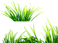Grass pieces PNG