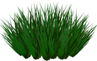 Grass PNG picture