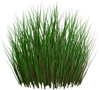 Grass green picture PNG