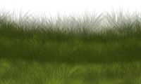 green grass field PNG