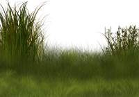 Grass PNG green
